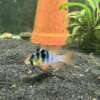 German Blue Ram