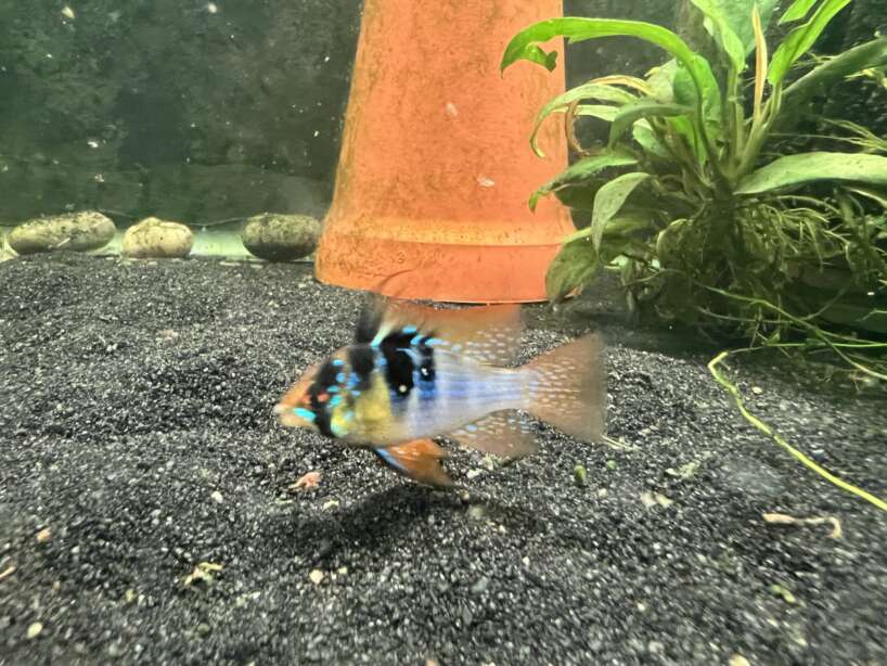 German Blue Ram