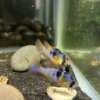 German Blue Ram