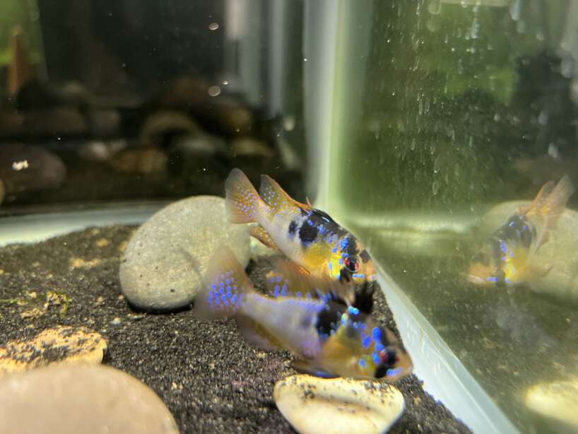 German Blue Ram