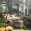 German Blue Ram