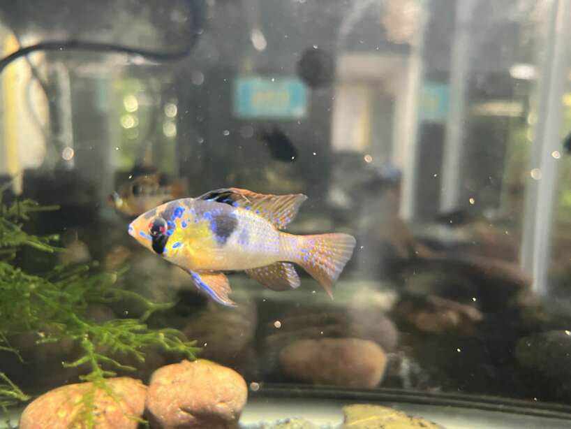 German Blue Ram