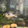 German Blue Ram