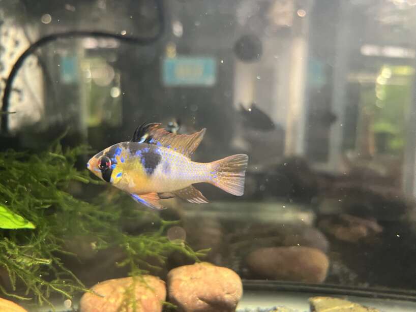 German Blue Ram