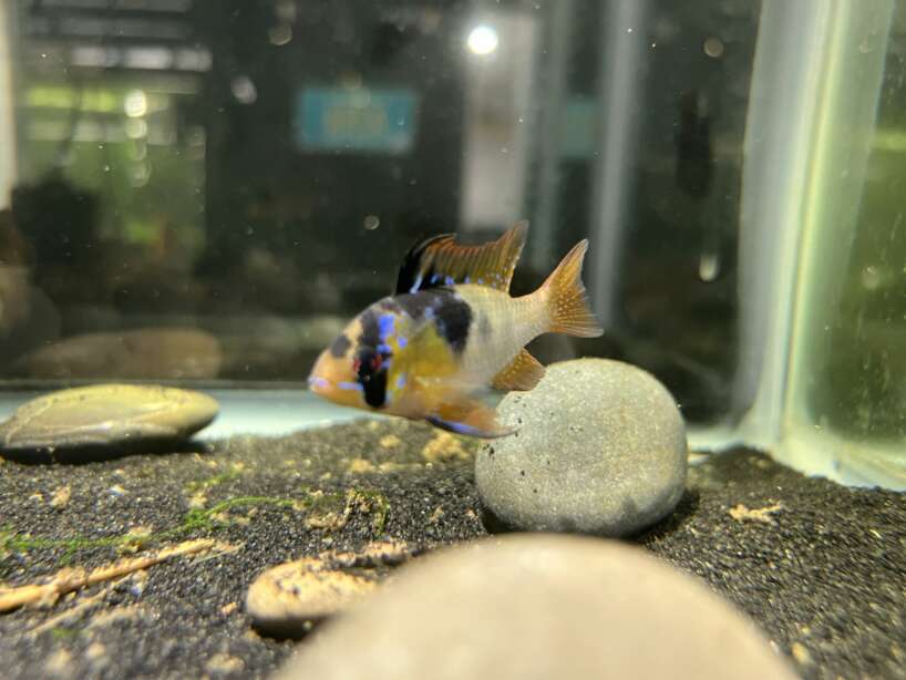 German Blue Ram