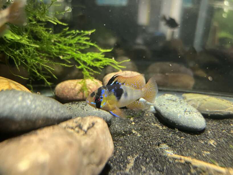 German Blue Ram