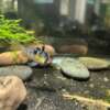 German Blue Ram