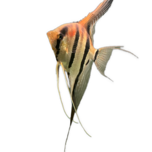 Wild type Angelfish (P. scalare)