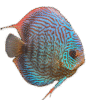 Red Tiger Turquoise Discus