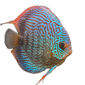 Red Tiger Turquoise Discus