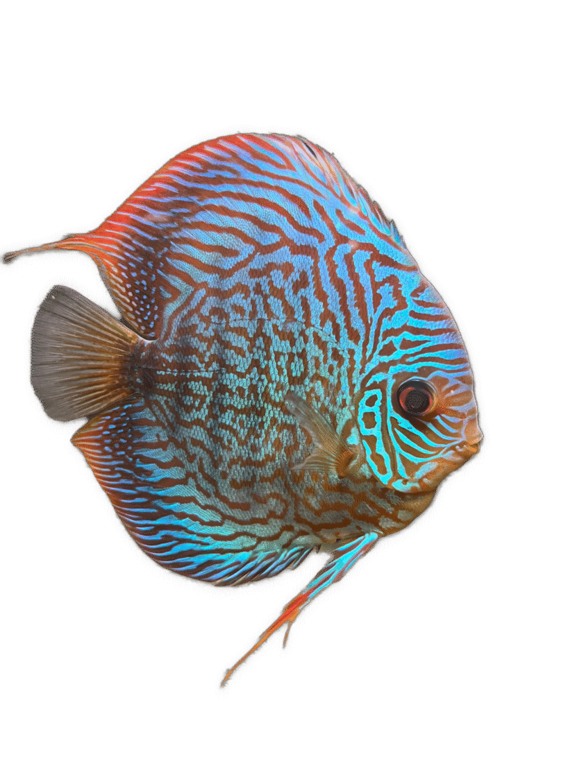 Red Tiger Turquoise Discus