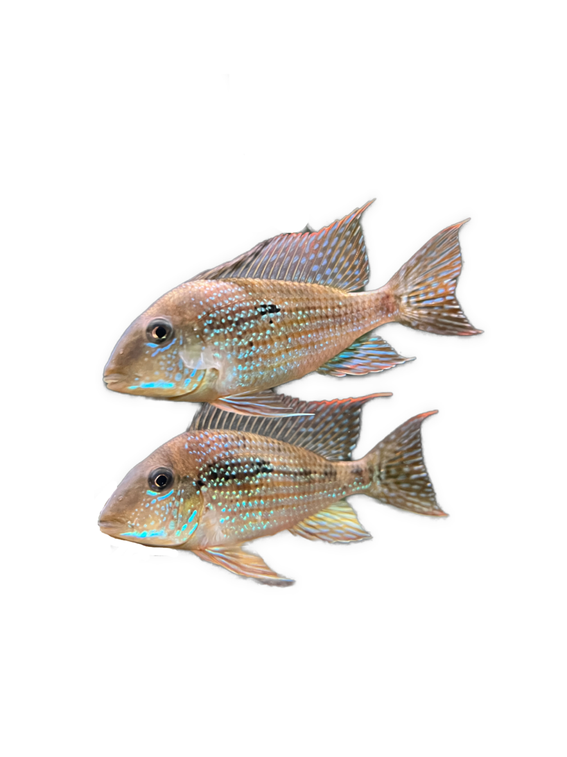 Geophagus mirabilis