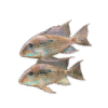 Geophagus mirabilis