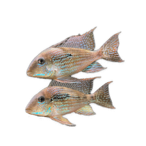 Geophagus mirabilis