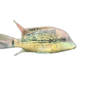 Geophagus alto sinu