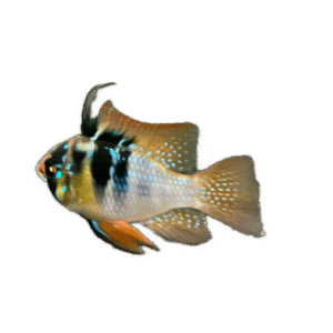 German Blue Ram