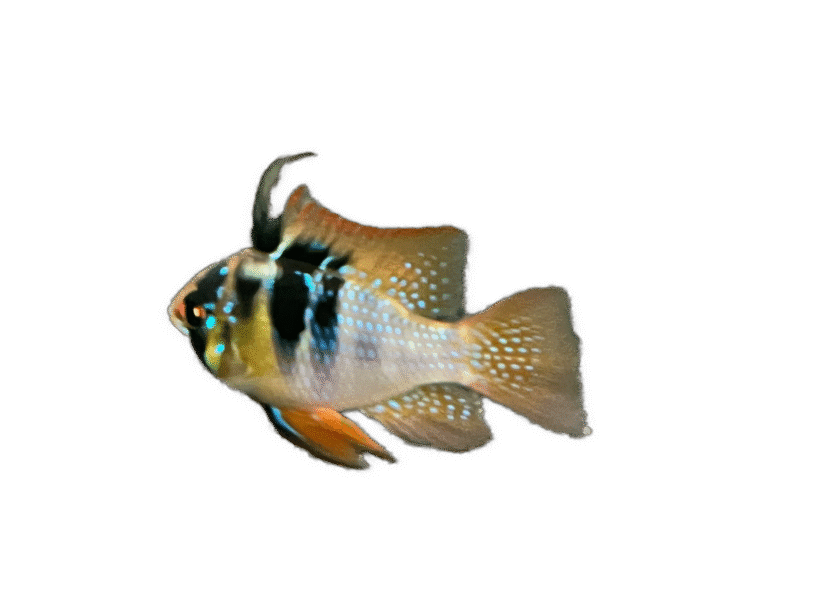 German Blue Ram