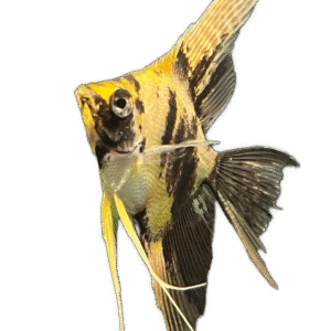 Gold Marble Angelfish