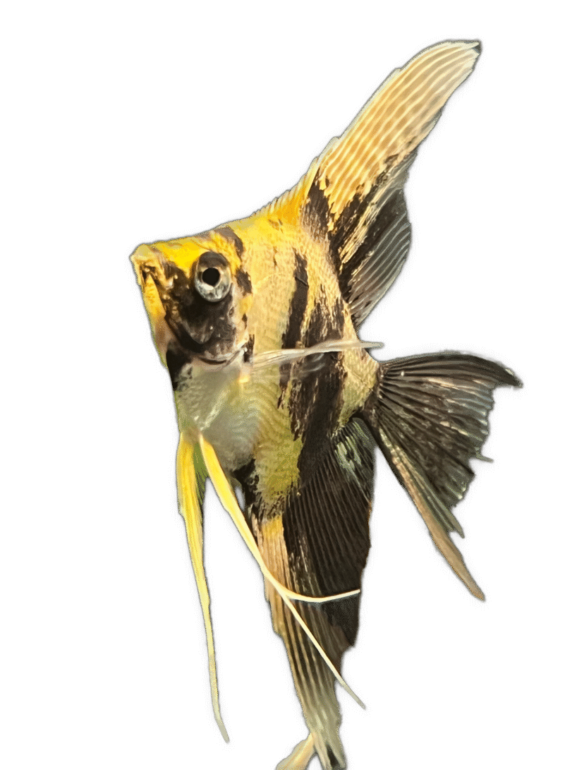 Gold Marble Angelfish