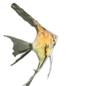 Blue Koi Angelfish