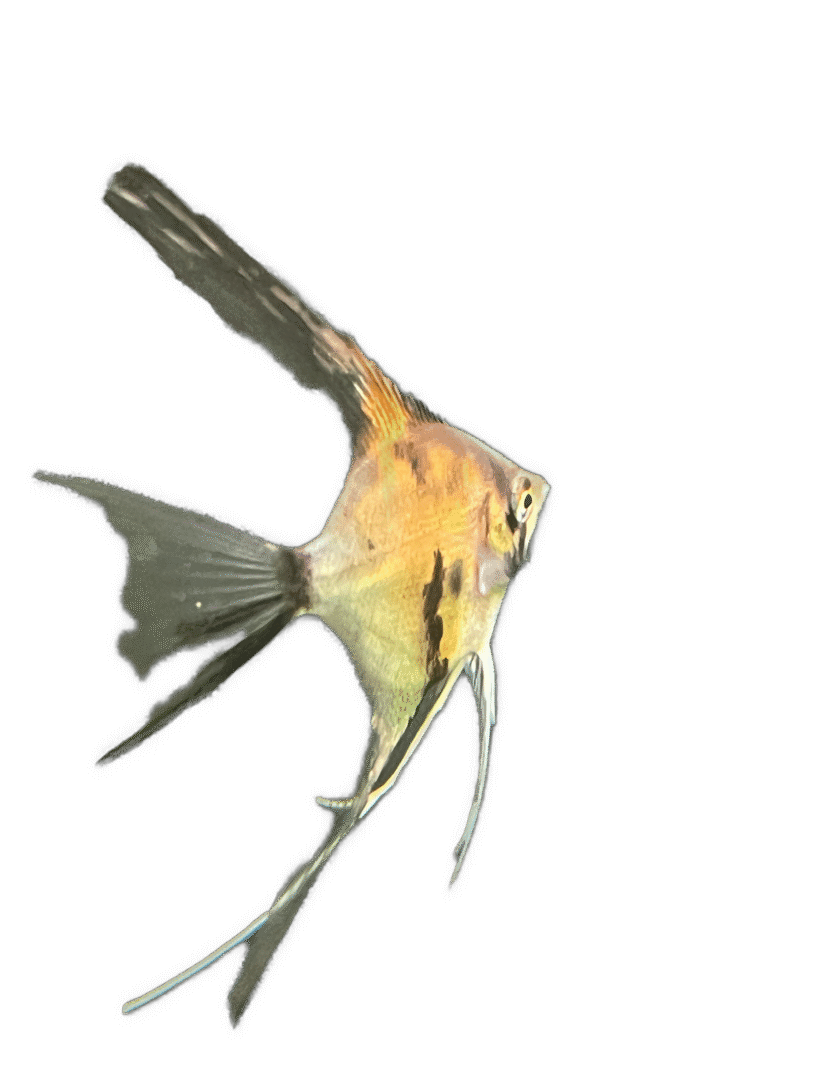 Blue Koi Angelfish