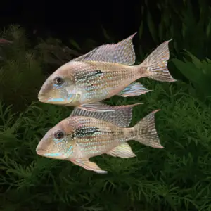 Geophagus mirabilis
