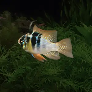 German Blue Ram