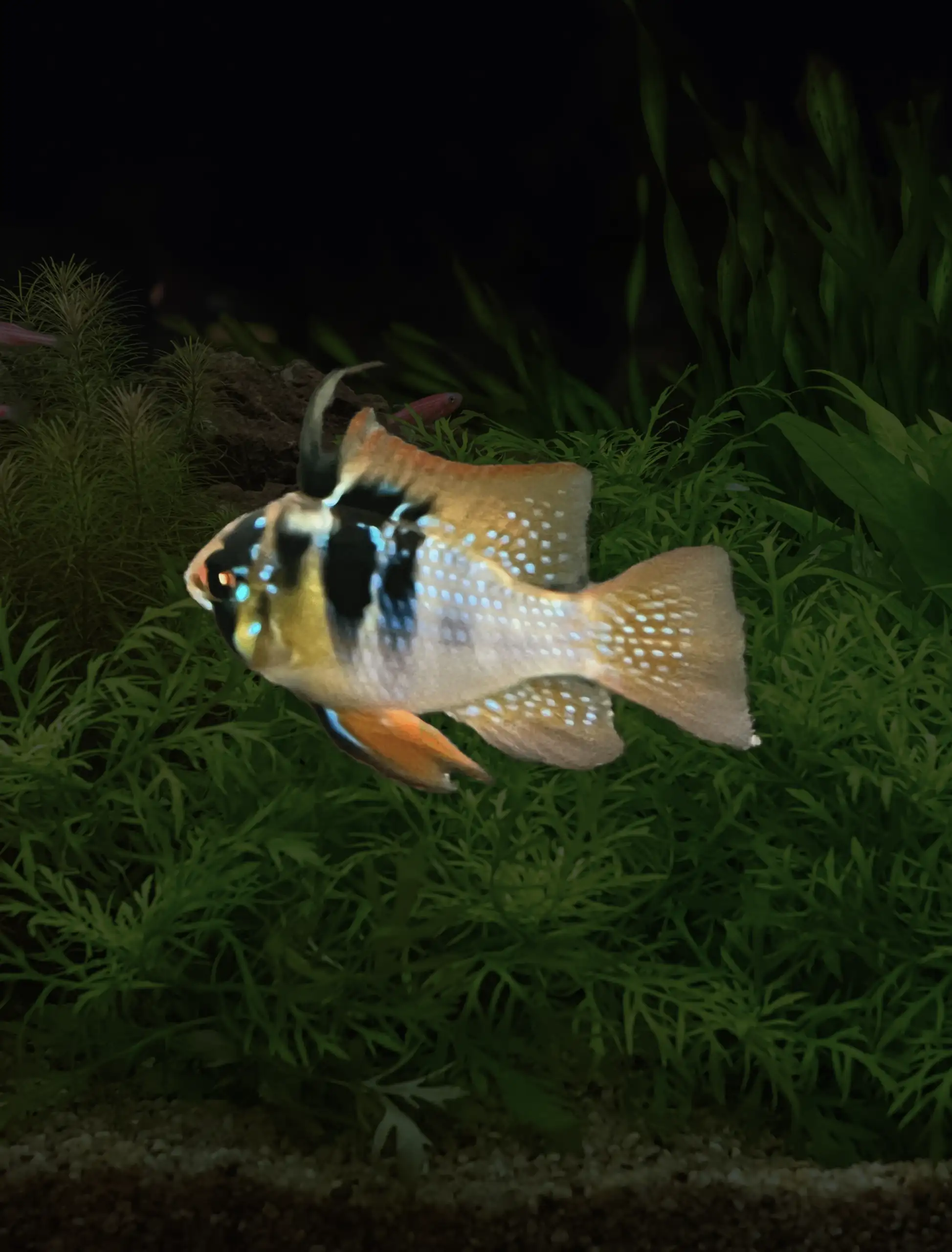 Blue Ramp Fish German Blue Ram | Amazonia Tropical Fish LLC