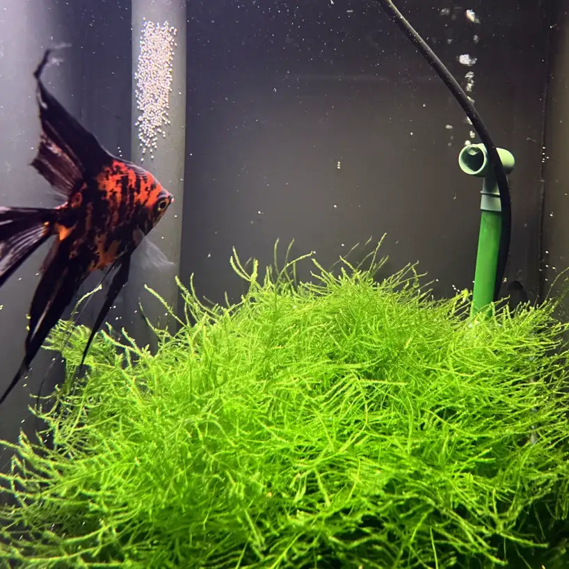 java moss