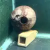 Apistogramma Cave Coconut