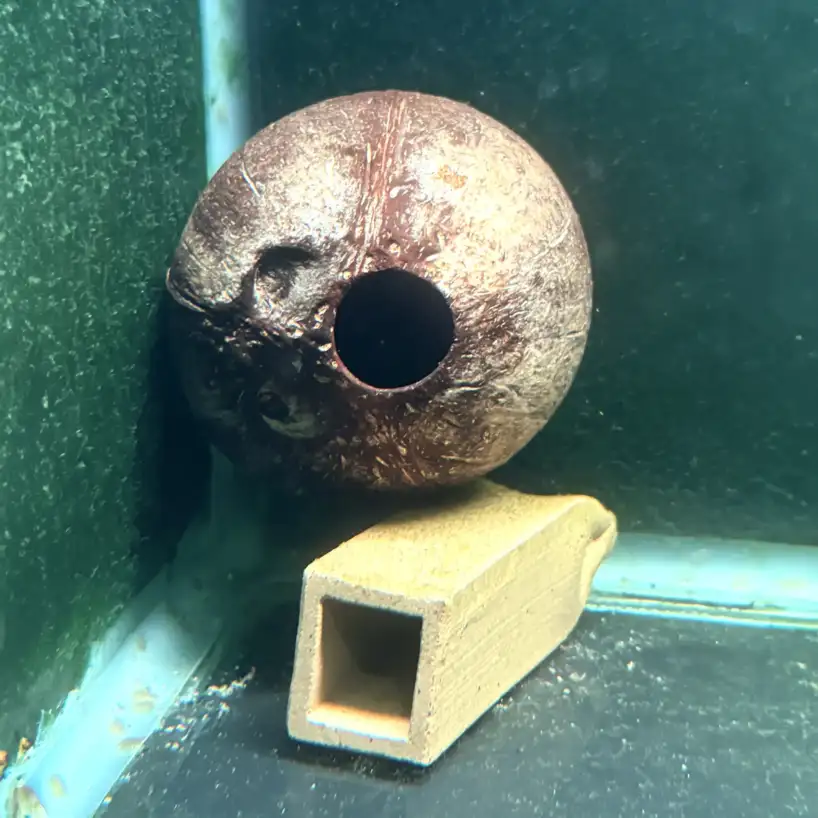 Apistogramma Cave Coconut
