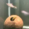 Apistogramma Cave Coconut