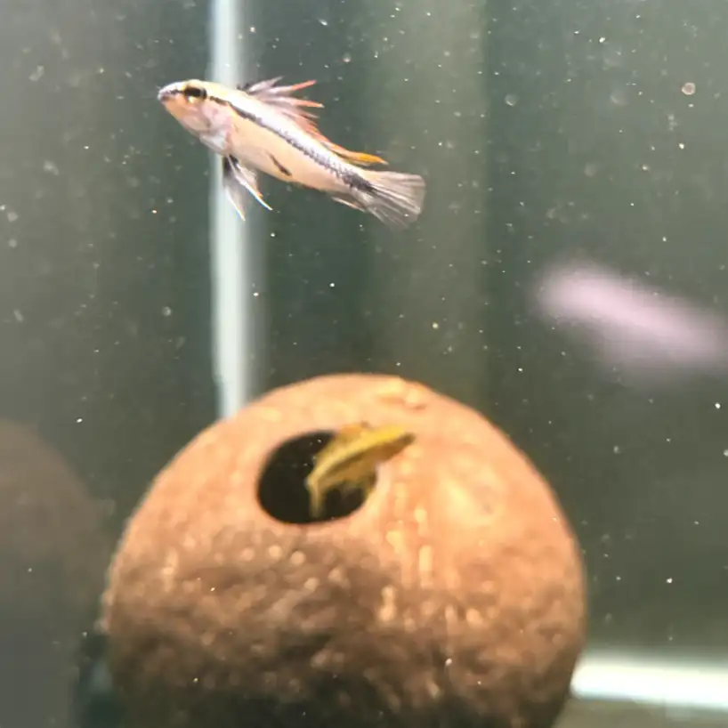 Apistogramma Cave Coconut
