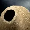 Apistogramma Cave Coconut