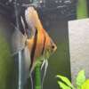 Pterophyllum scalare Rio Negro
