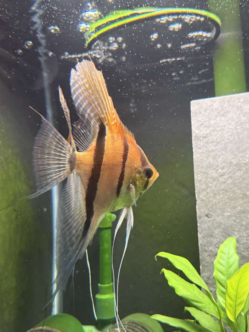 Pterophyllum scalare Rio Negro