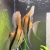 Pterophyllum scalare Rio Negro
