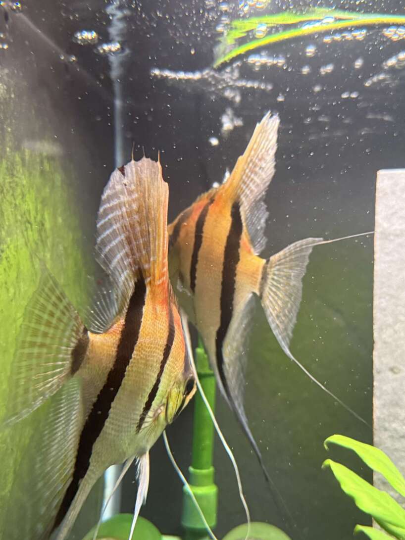Pterophyllum scalare Rio Negro