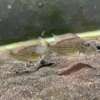 Satanoperca leucosticta