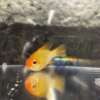 German Ram Gold