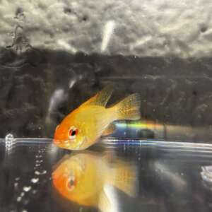 German Ram Gold
