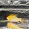 German Ram Gold