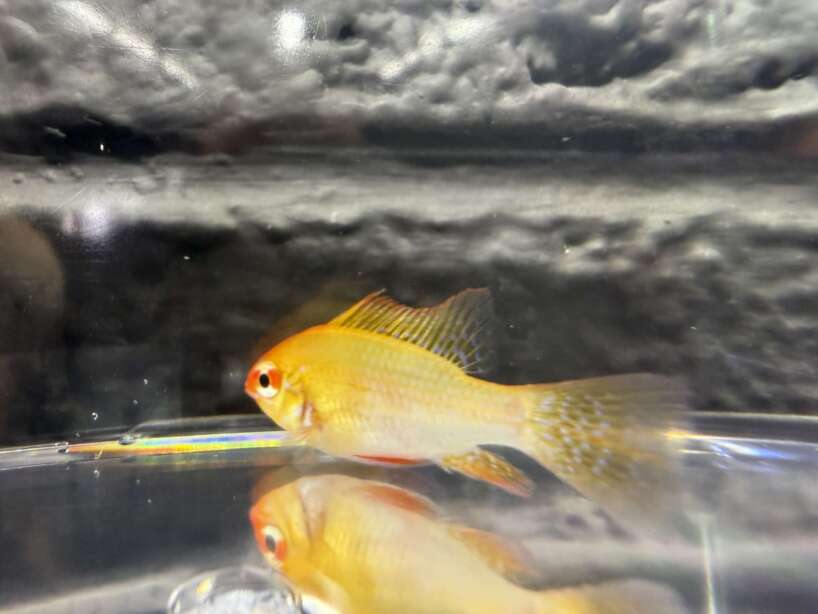 German Ram Gold