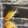 German Ram Gold