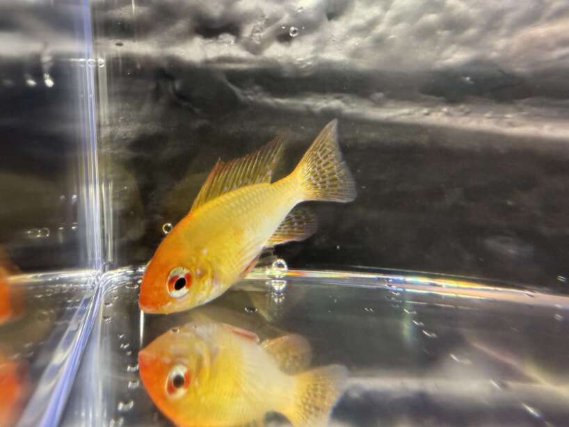 German Ram Gold