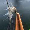 Pterophyllum scalare Rio Negro