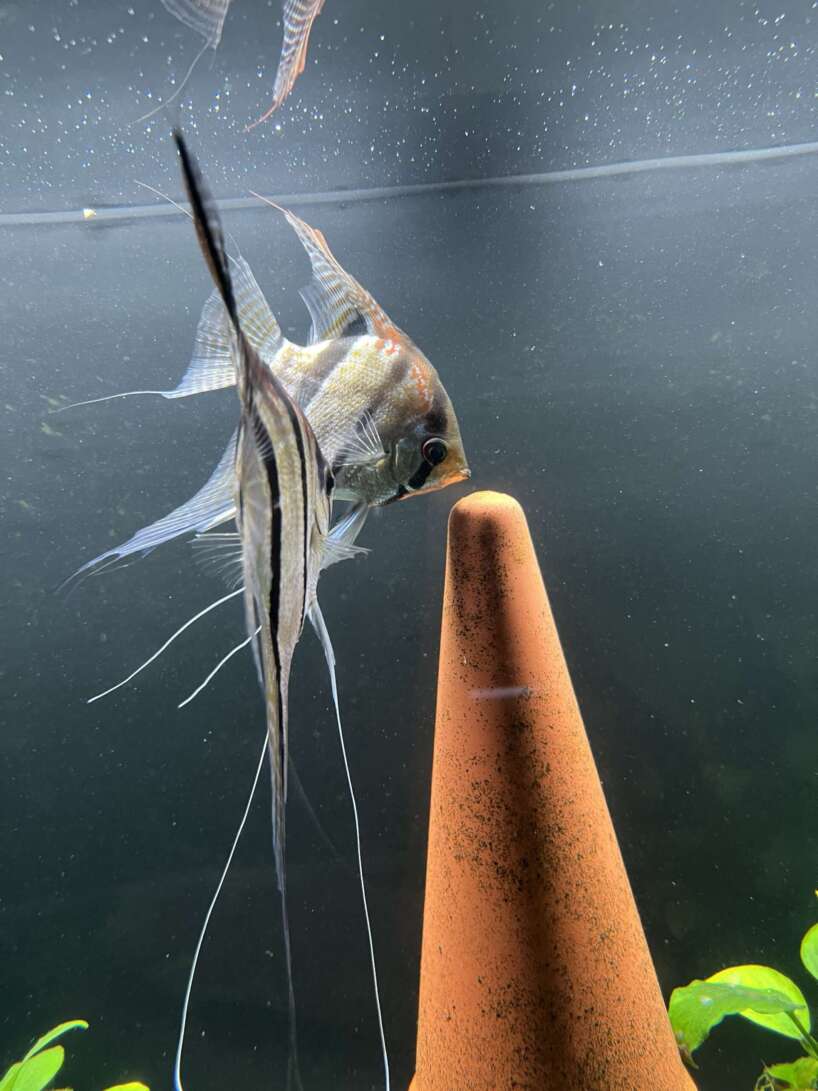 Pterophyllum scalare Rio Negro