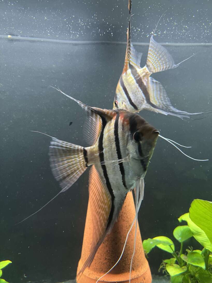 Pterophyllum scalare Rio Negro