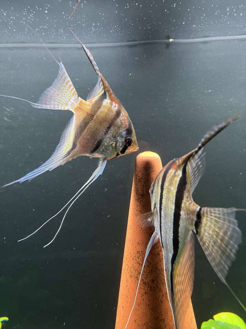 Pterophyllum scalare Rio Negro - Image 2