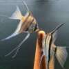 Pterophyllum scalare Rio Negro